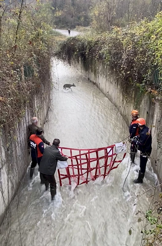 Su kanalında mahsur kalan karaca kurtarıldı