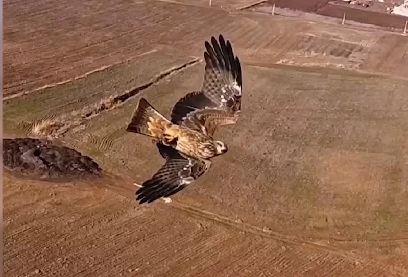 Kızıl şahinlerin dronla mücadelesi kamerada