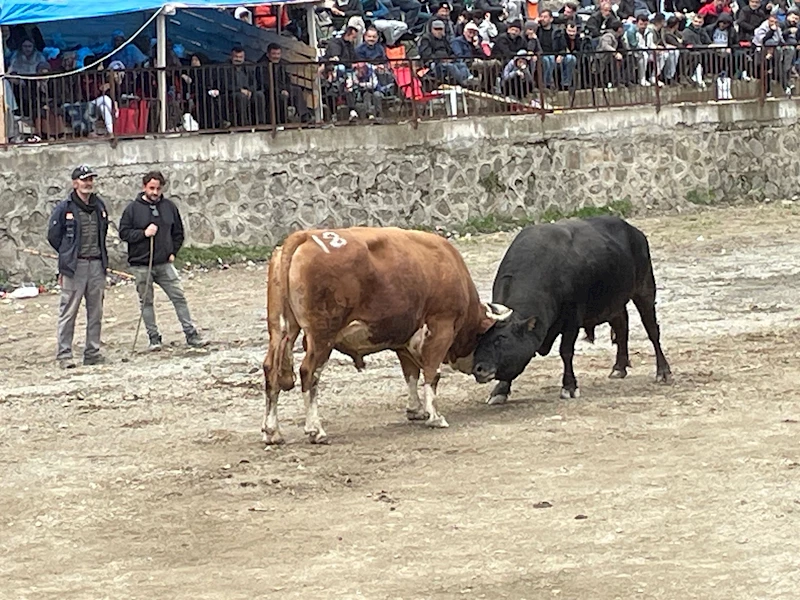 Artvin’de boğa güreşi heyecanı 