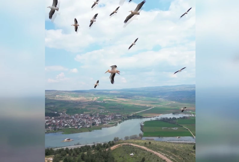 Pelikan sürüsü Boğazköy Barajı