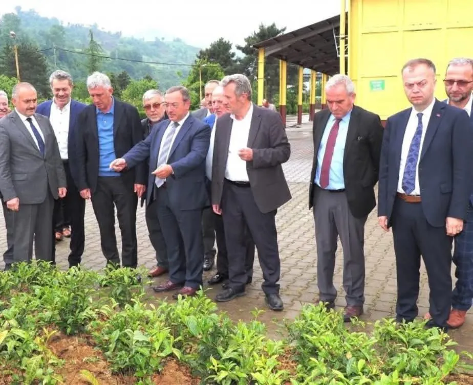 ÇAYKUR,2025 Yaş Çay Kampanyasına Hazır