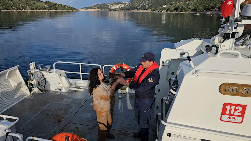 Kaçak göçmen, yanında kedisiyle yakalandı