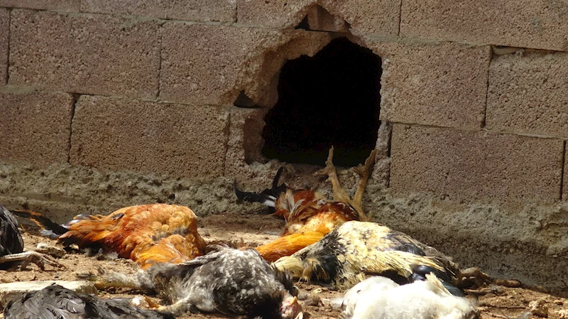 Kümese giren yırtıcı hayvan 80 tavuğu öldürdü