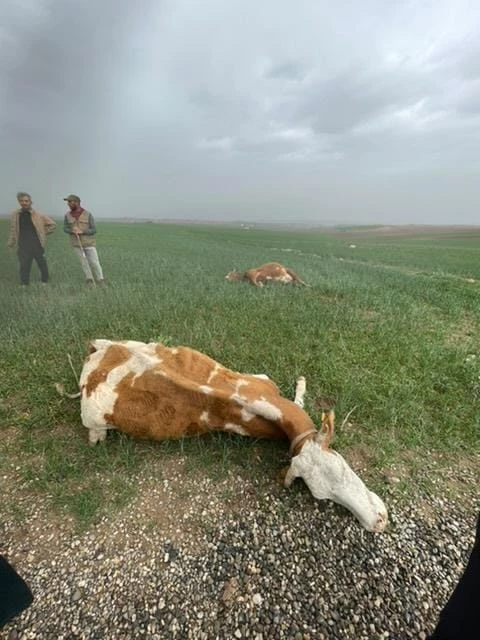 Meraya yıldırım düştü, 2 inek öldü