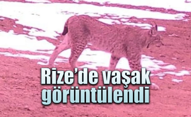 Rize’de Vaşak Böyle Görüntülendi