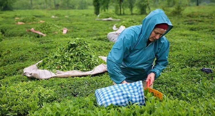 ÇAYKUR, 2023 Çay Sezonunda 4.650 Ton Yaş Çay Alımı Gerçekleştirdi