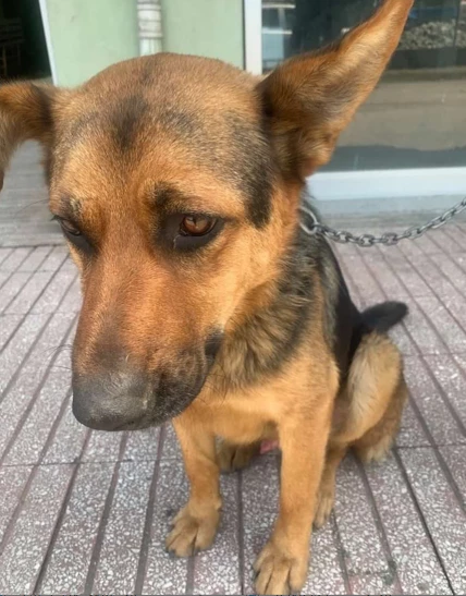 Fırçayla Dövülen Köpeğe Hayvanseverler Sahip Çıktı!