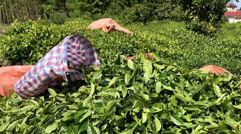 ÇAY ÜRETİCİLERİ ÇAY BAHÇELERİNE GİRMEYE BAŞLADI