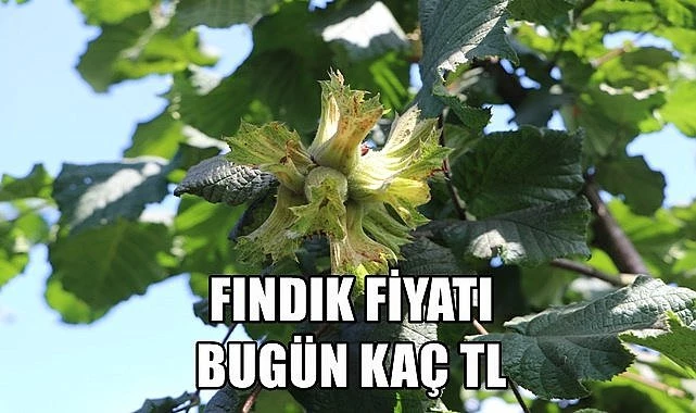 GÜNCEL Fındık fiyatı!!