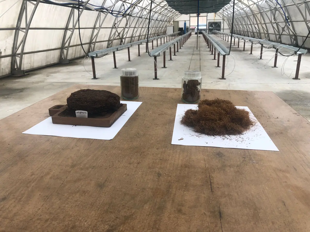 Rize'de çay atıklarından 'çaykopit' ile topraksız tarımda ithalatı önleme projesi başarıya ulaştı. 10