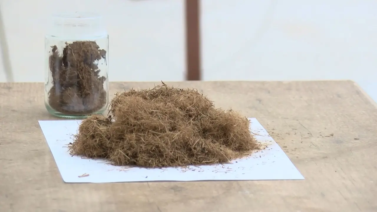 Rize'de çay atıklarından 'çaykopit' ile topraksız tarımda ithalatı önleme projesi başarıya ulaştı. 6