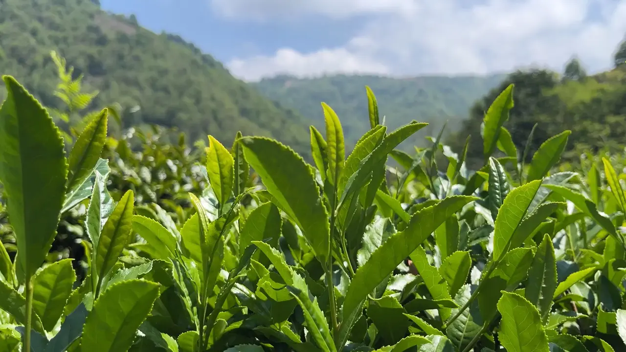 Rize'de çay atıklarından 'çaykopit' ile topraksız tarımda ithalatı önleme projesi başarıya ulaştı. 1