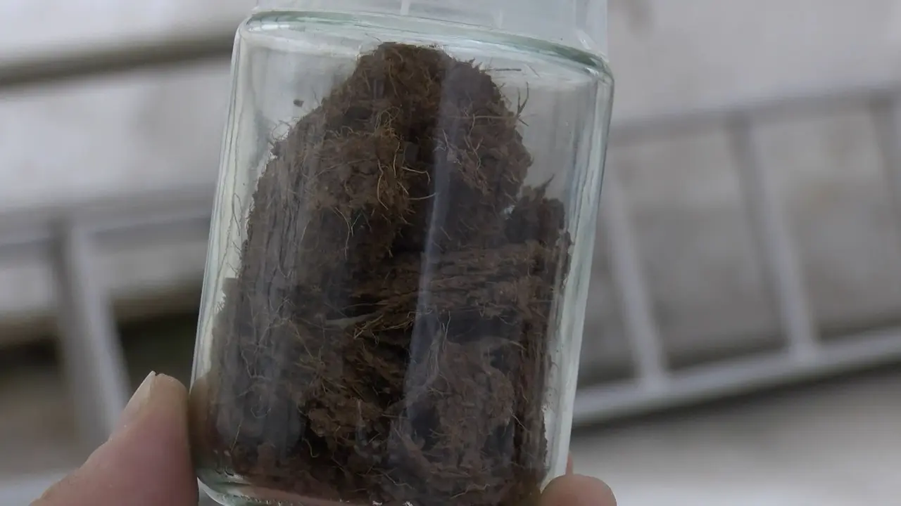 Rize'de çay atıklarından 'çaykopit' ile topraksız tarımda ithalatı önleme projesi başarıya ulaştı. 4