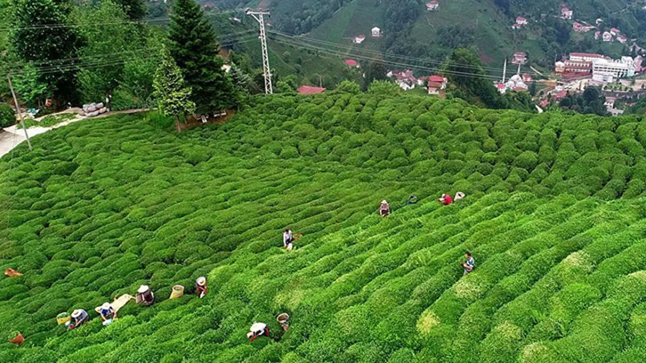 Ünlü çay devi Türkiye'den çekiliyor: 39 yıllık üretim durduruldu 1