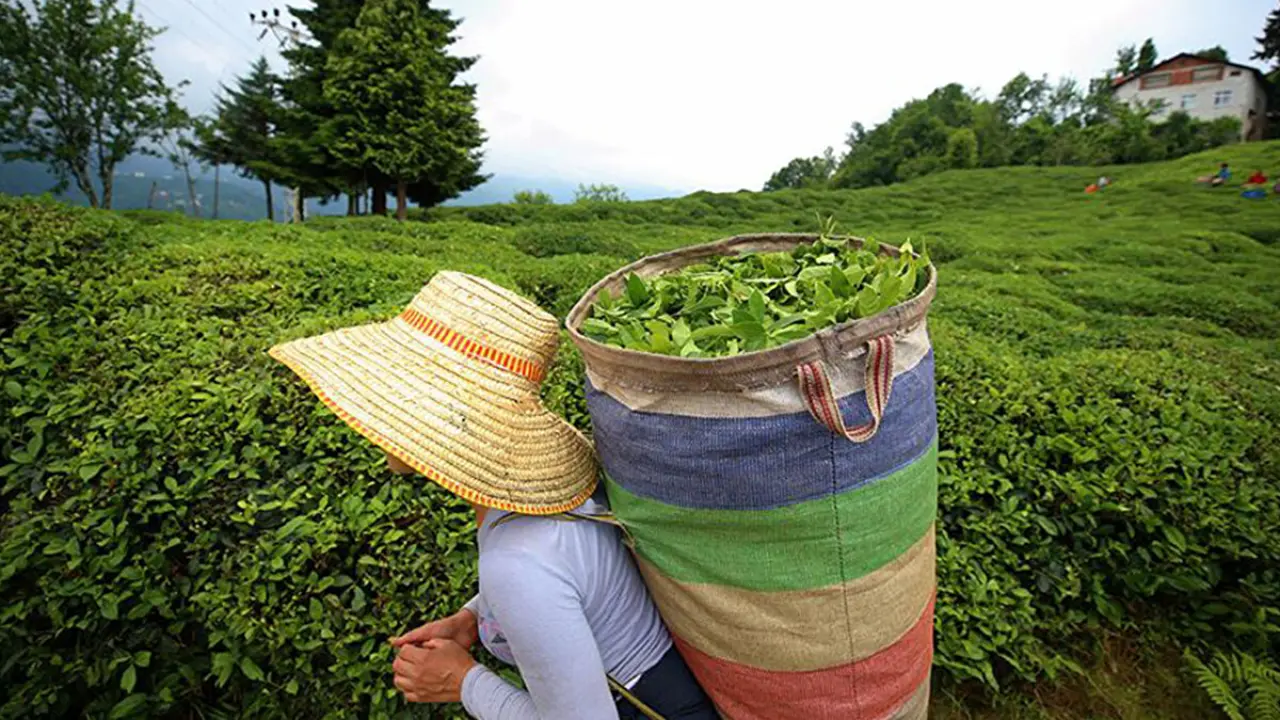 Ünlü çay devi Türkiye'den çekiliyor: 39 yıllık üretim durduruldu 10