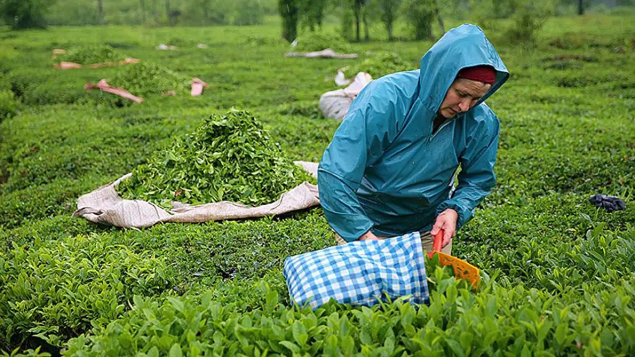 Ünlü çay devi Türkiye'den çekiliyor: 39 yıllık üretim durduruldu 4